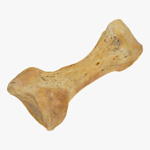 3D proximal phalanx bone middle model