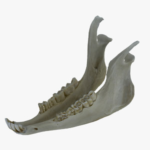 sheep ovis aries jaw 3D