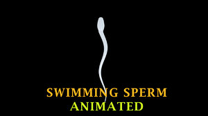 swimming sperm 3D