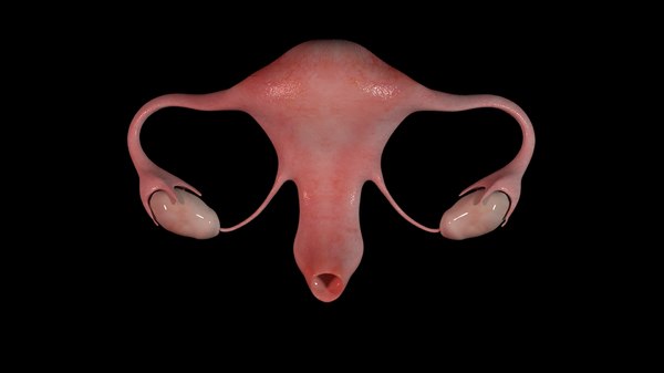 3D Uterus Models | TurboSquid