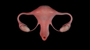 realistic uterus 3D
