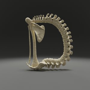 3D letter d bones skeleton