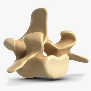 3D spine bone 1 model