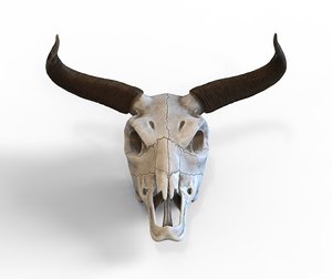 skull horns bull 3D model