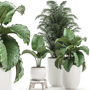decorative plants interior white 3D model