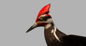 woodpecker bird model