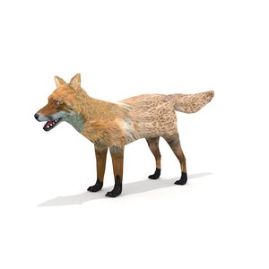 3D red fox model