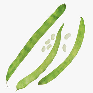 green beans model