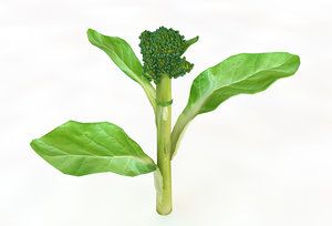 broccoli 3D