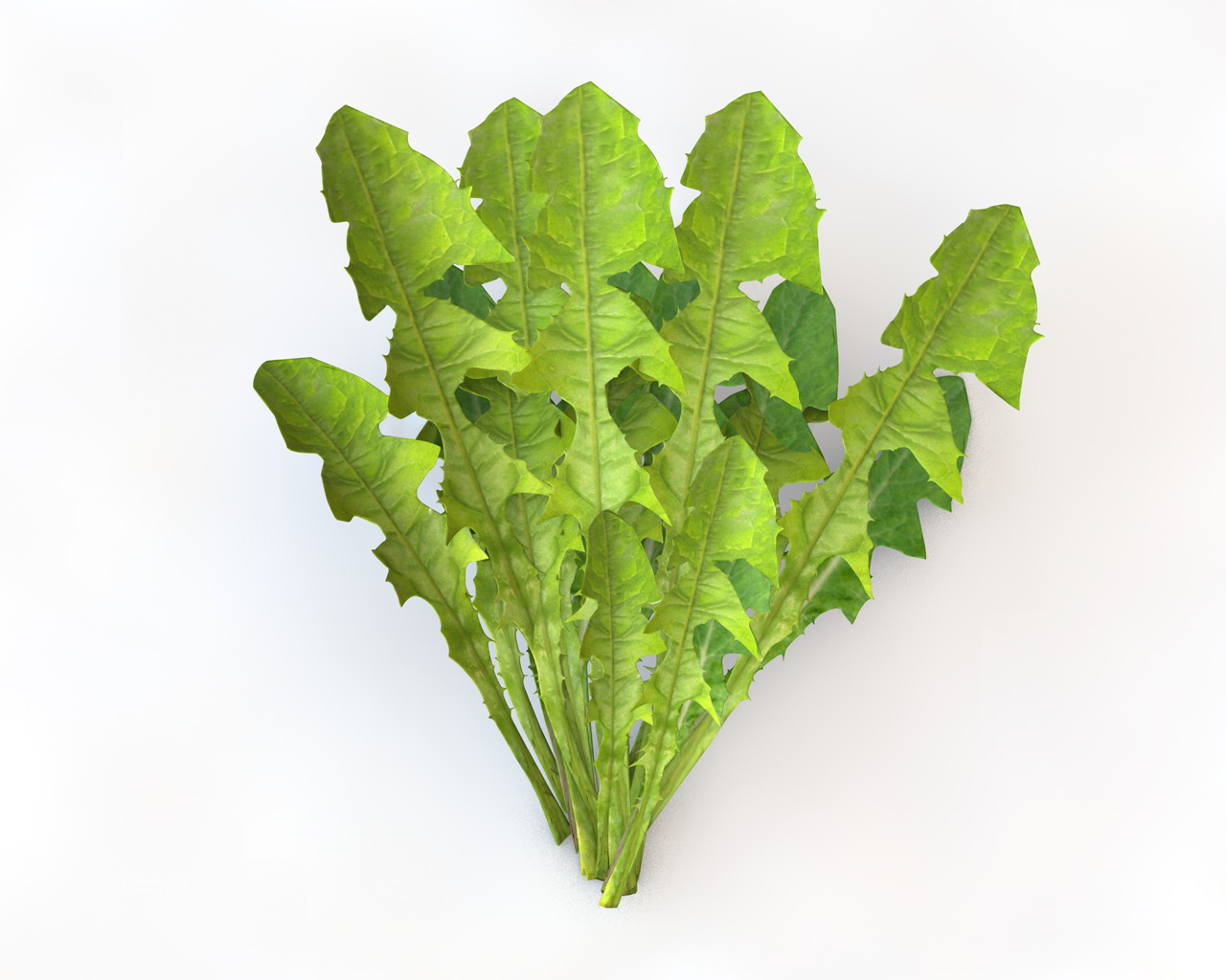 dandelion greens3d模型