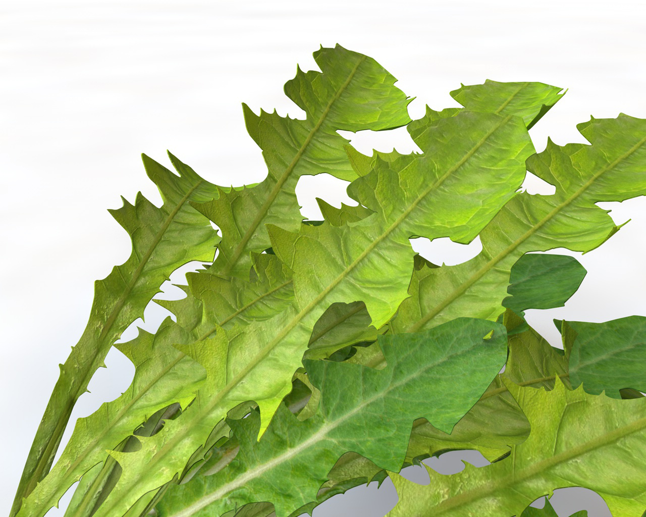 dandelion greens3d模型