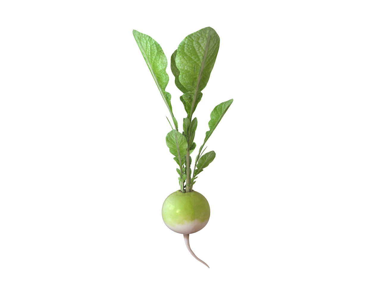 radish green3d模型