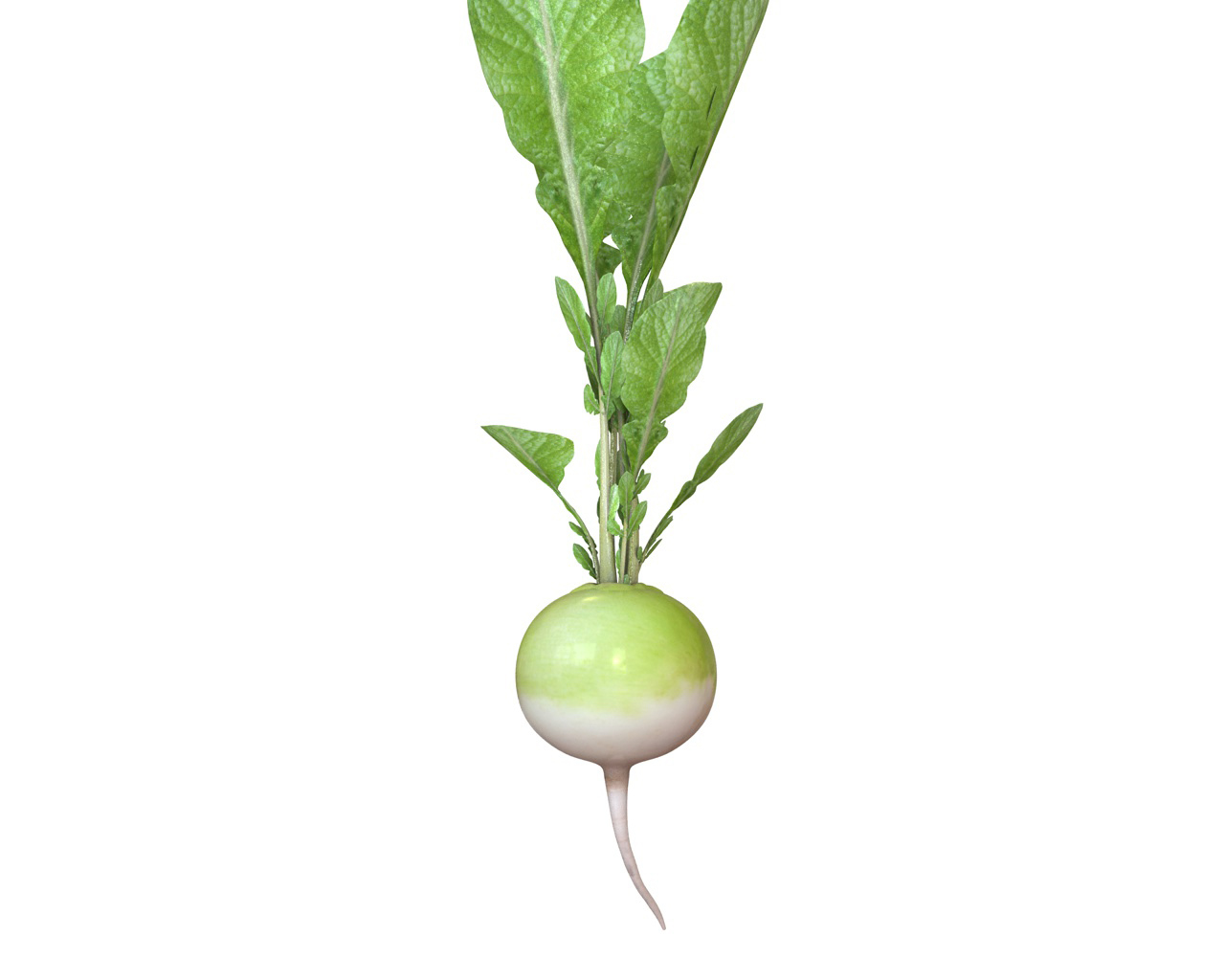 radish green3d模型