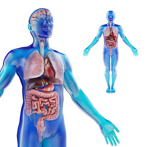 human male 4k internal organs 3D model