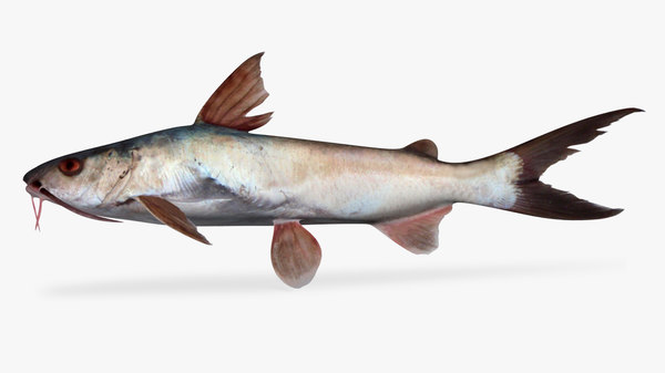 cominate sea catfish 3d model