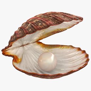 clam shell pearl 3D model