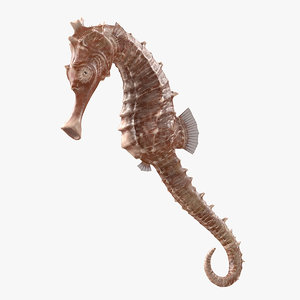 spotted seahorse hippocampus kuda 3D model