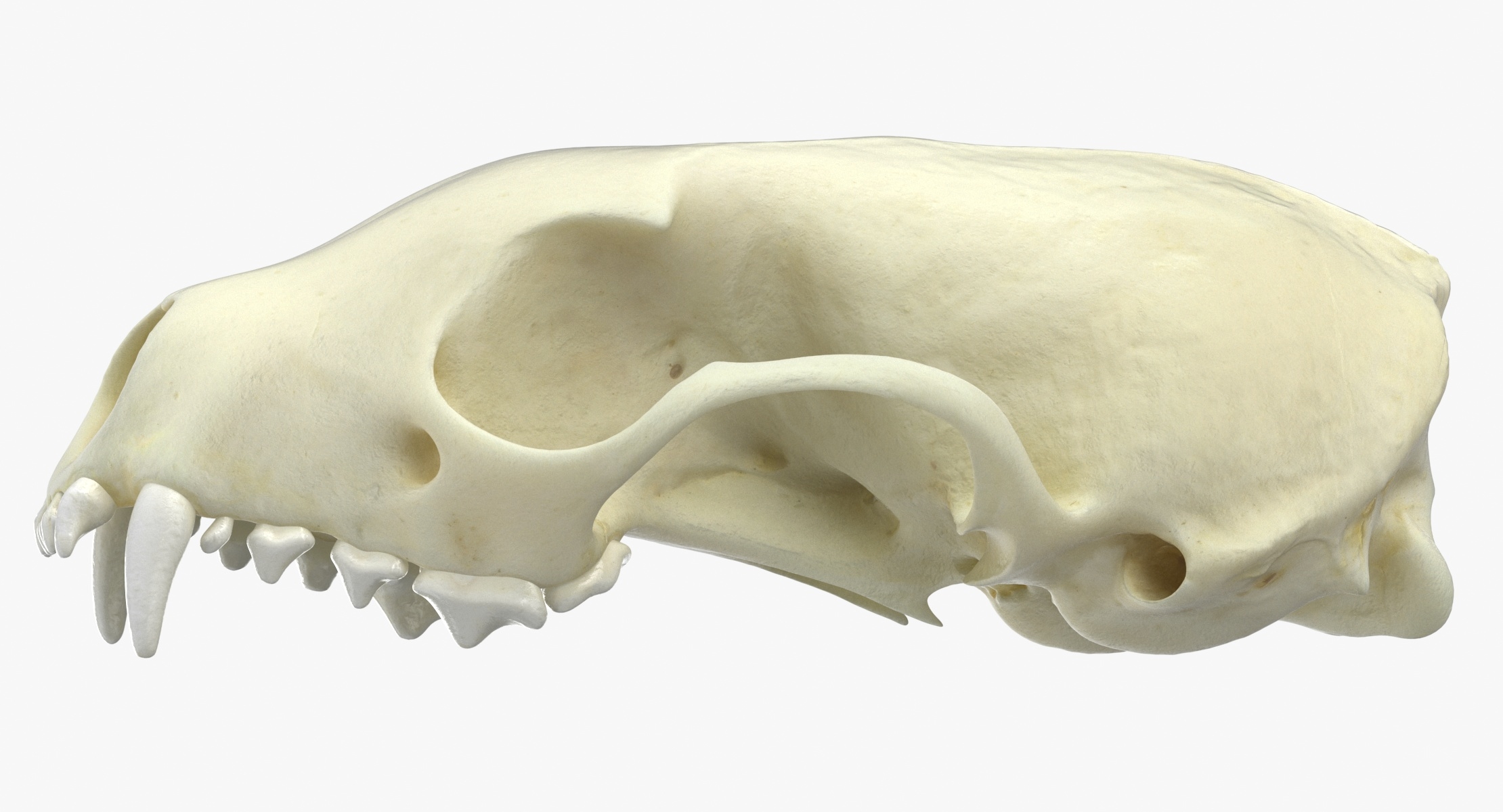 modèle 3D de Real White Breasteed Marten Skull 01 - TurboSquid 1542125