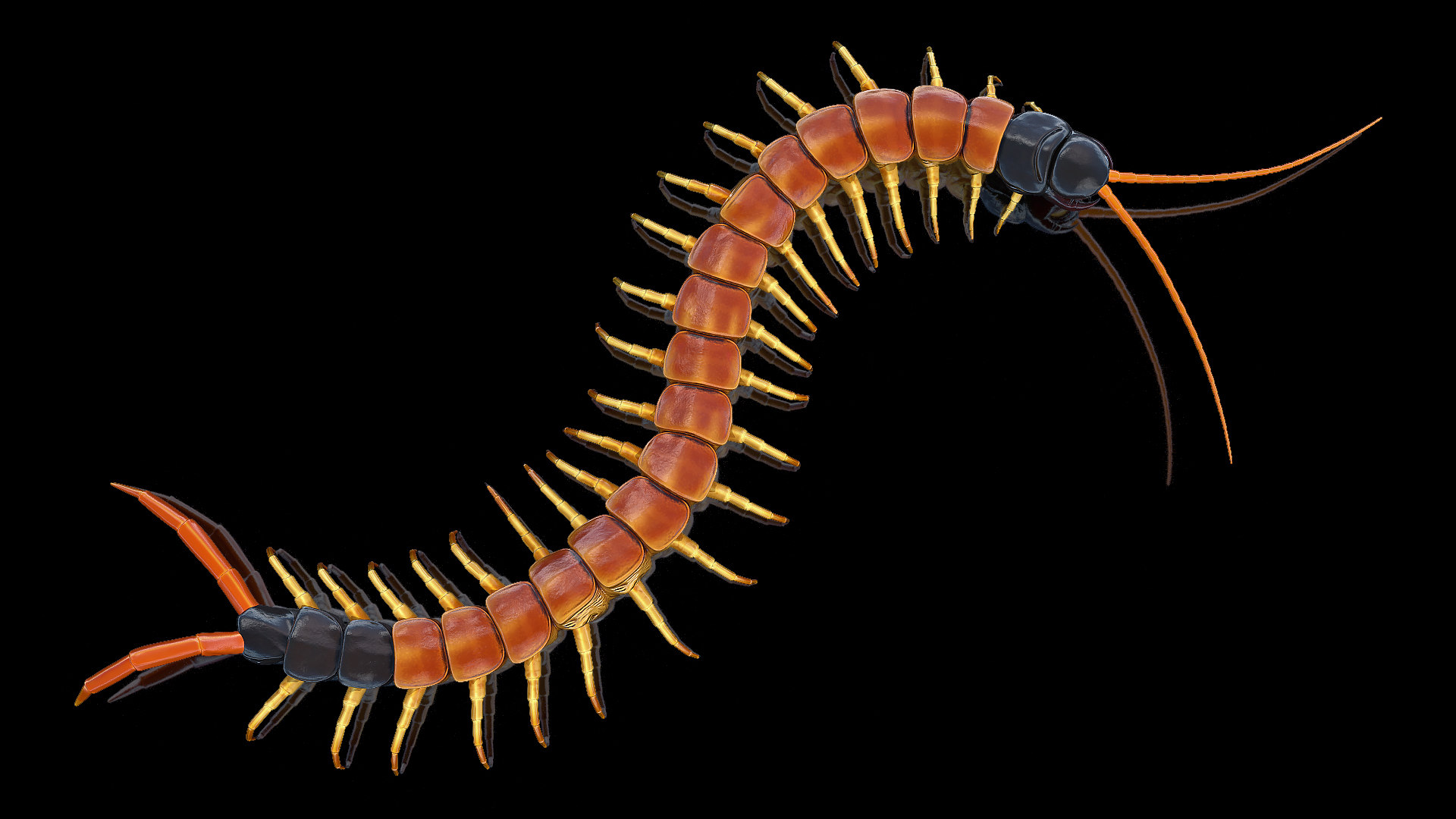 3D scolopendra heros arizonensis crawling - TurboSquid 1546425