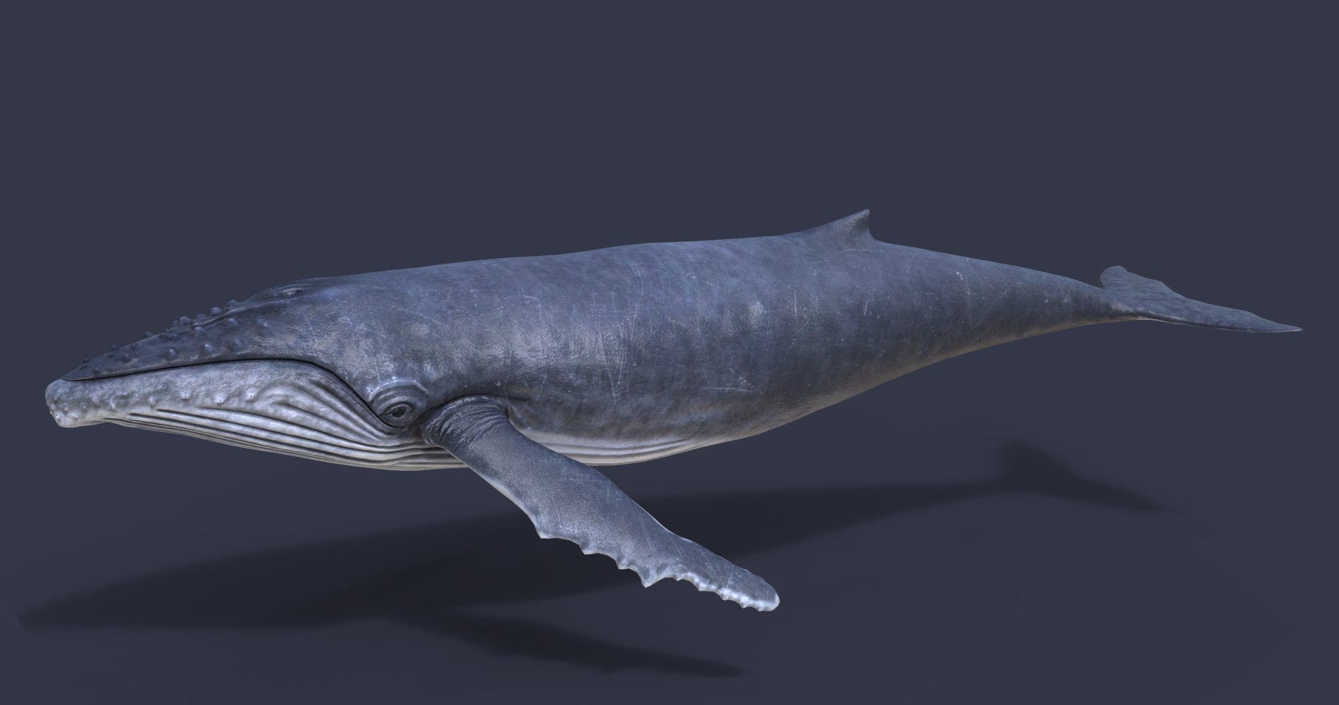 3d Humpback Whale Model - Turbosquid 1546038