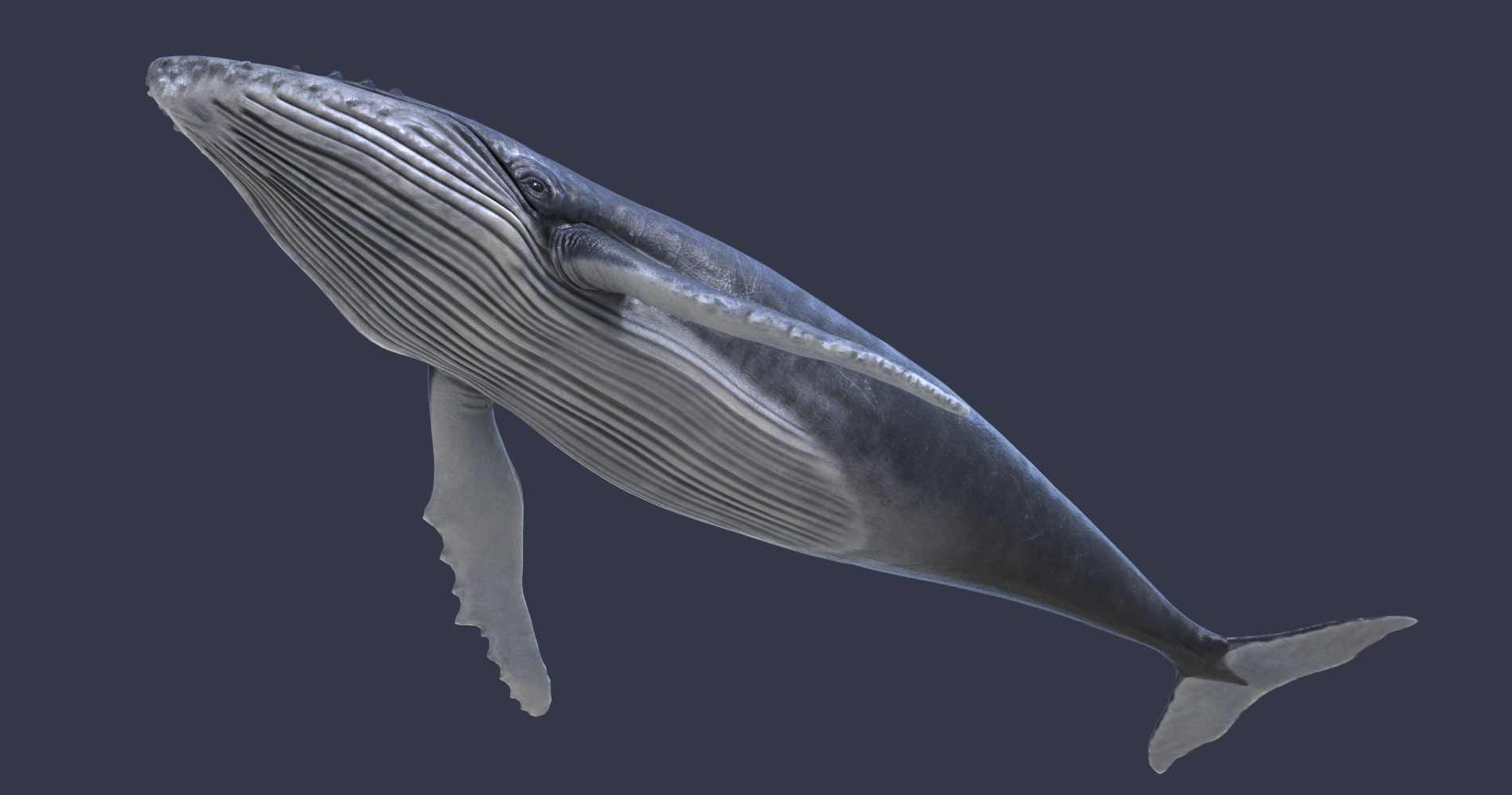 3D humpback whale model - TurboSquid 1546038