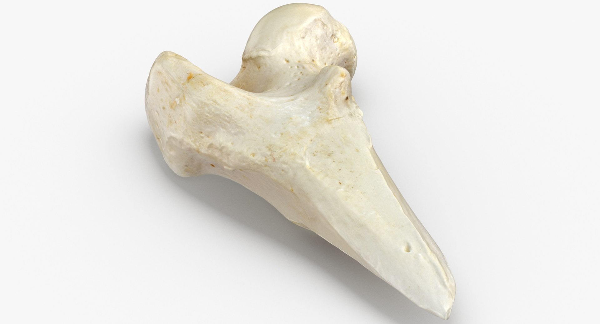 Dog thigh bone fractured 3D TurboSquid 1546094