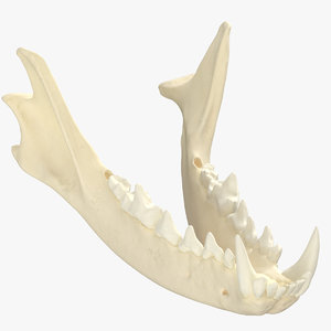3D red fox jaw 01