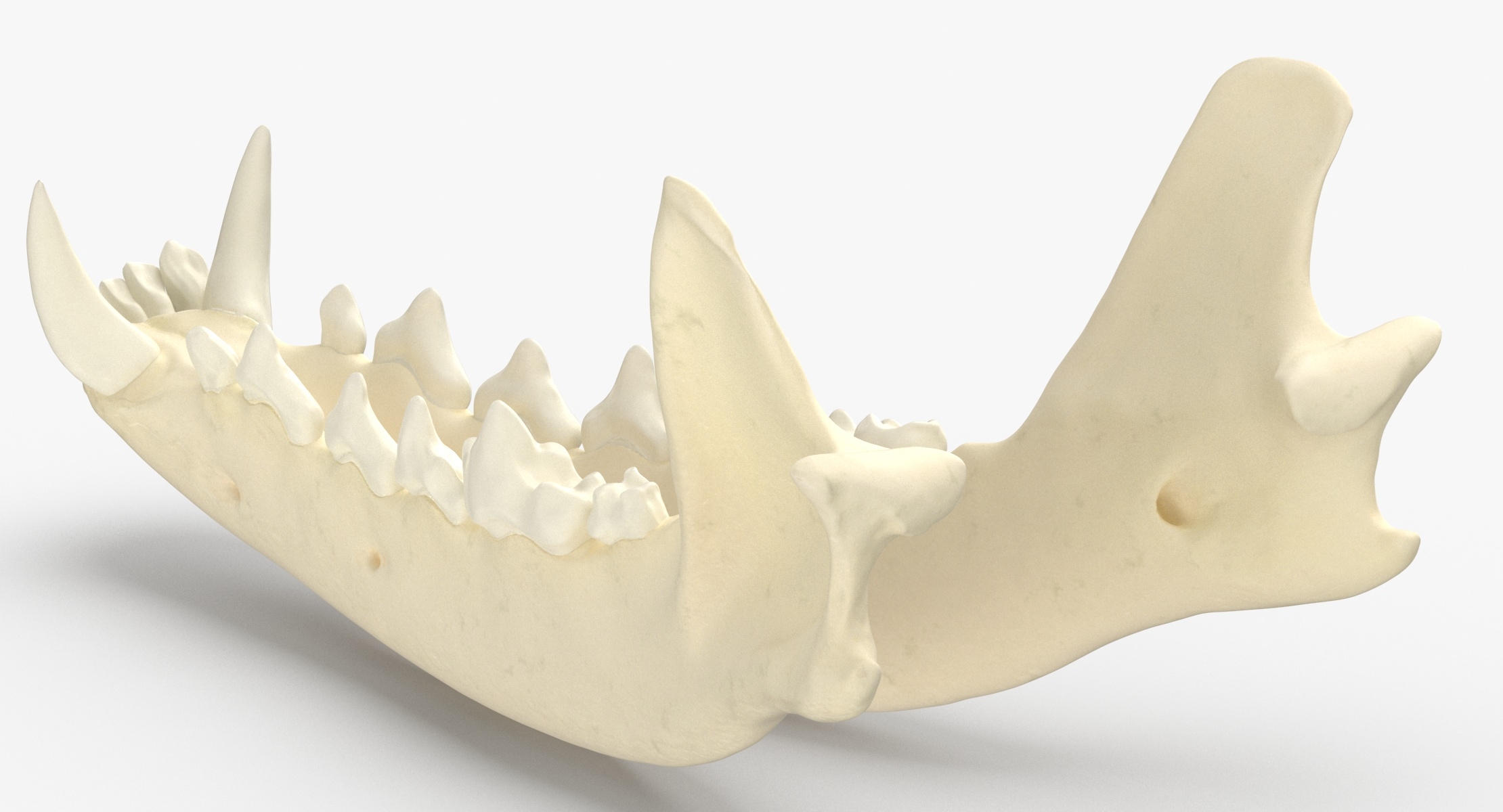 modèle 3D de Mâchoire de renard roux 01 - TurboSquid 1546088