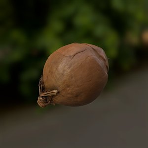 realistic onion 3D model