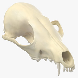 red fox skull 01 3D