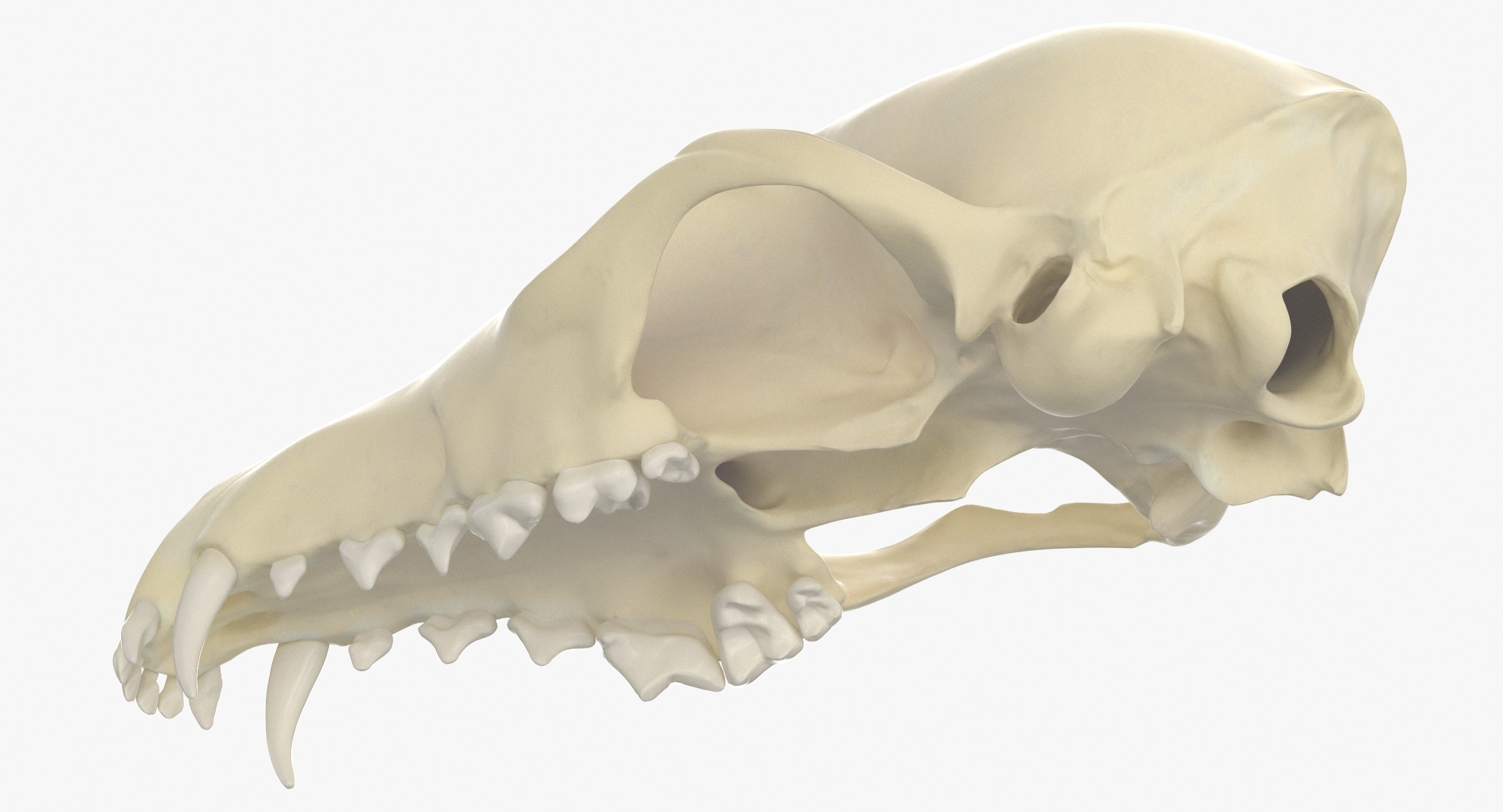 Red fox skull 01 3D - TurboSquid 1538885