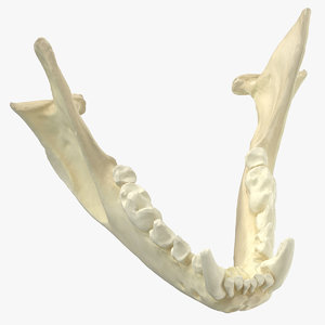 white breasted marten jaw 3D