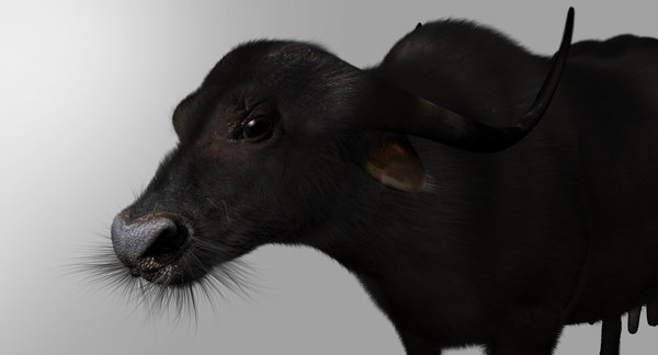 buffalo cow fur 3D model