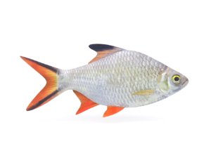 tinfoil barb fish 3D model