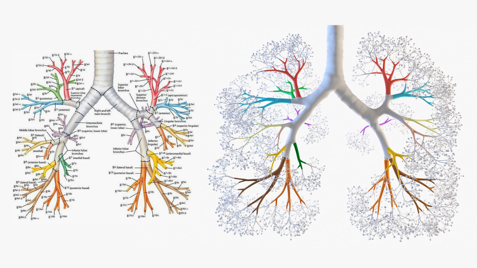 Lungs trachea 3D model TurboSquid 1546197