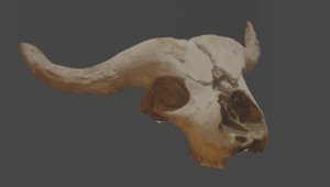 3D photoscan buffalo skull