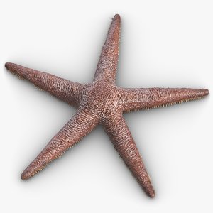 3d model starfish star