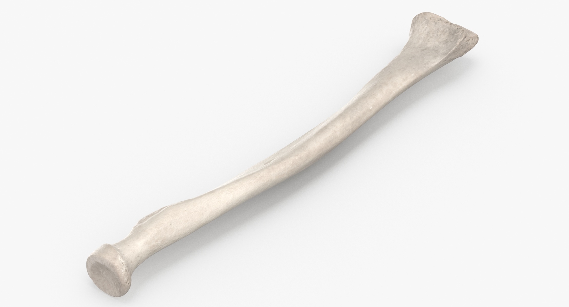 Human radius radial bone 3D model TurboSquid 1546712