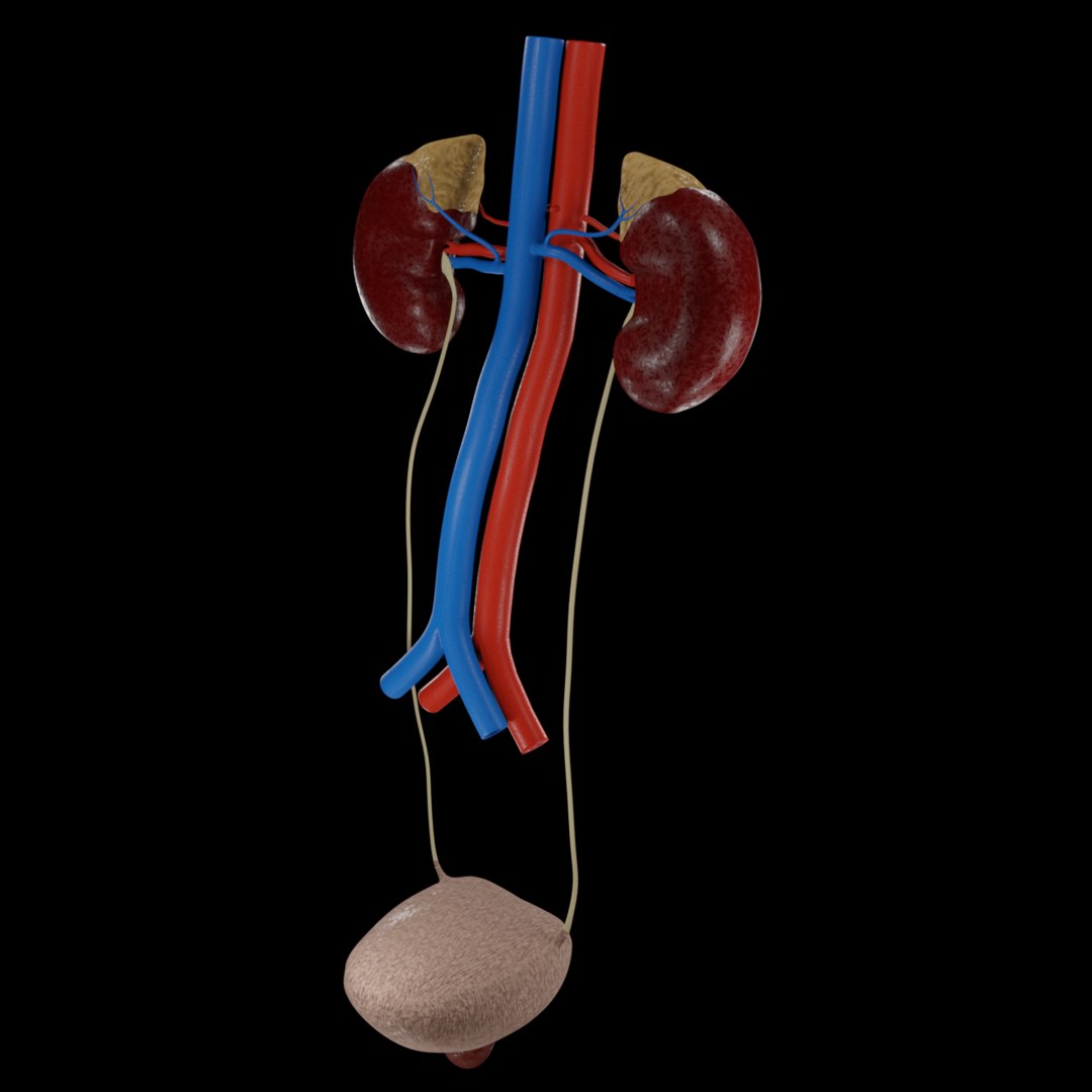 3D Urinary Kidney Bladder Model - TurboSquid 1546773