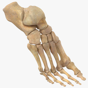 human foot bones anatomy 3D model