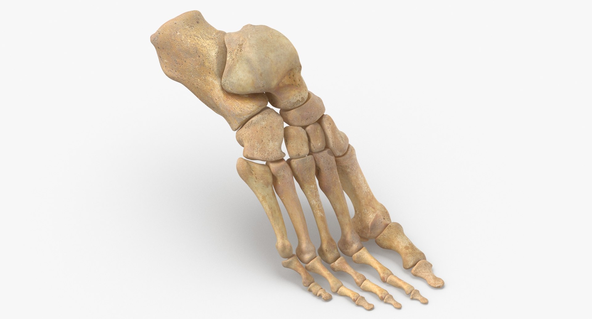 Human foot bones anatomy 3D model - TurboSquid 1547306