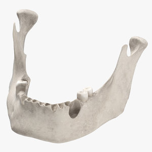 human jawbone mandible 02 3D model
