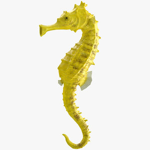 3D slender seahorse hippocampus reidi