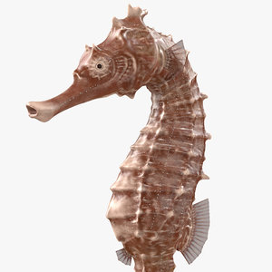 3D spotted seahorse hippocampus kuda