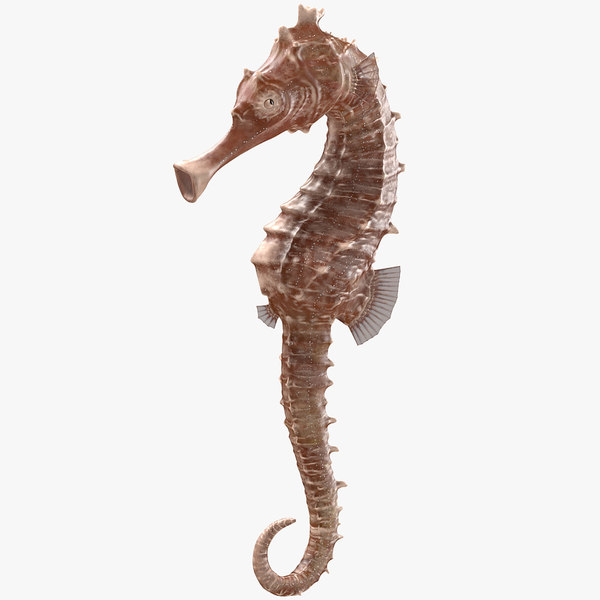 3d Spotted Seahorse Hippocampus Kuda Turbosquid 1547491