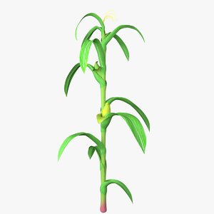 3D maize plant