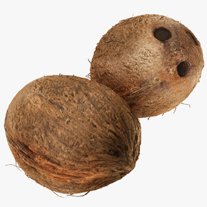 coconut fruit food model