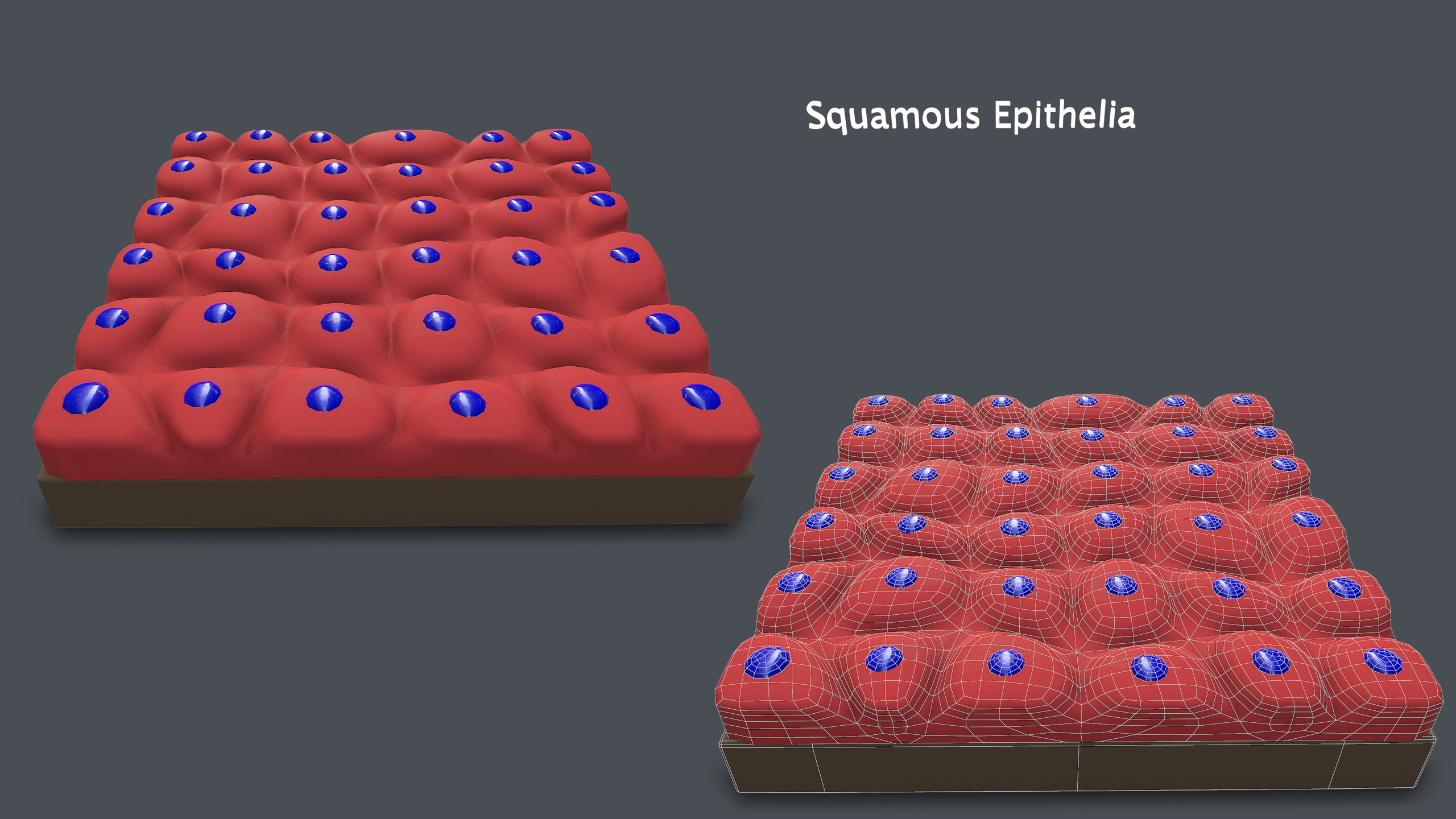 3d epithelium tissue model