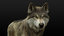 3D model wolf xgen rigged