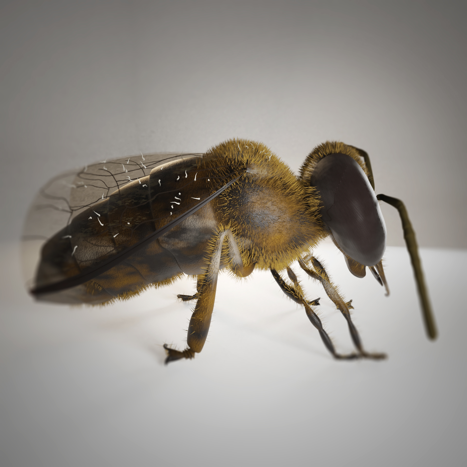 asian hornet bee3d模型